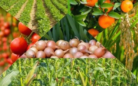 محمد فهيم :5 مظاهر مناخية وتأثيرهاعلى المحاصيل الزراعية المزروعة حاليا