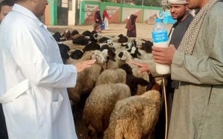 ضمن مبادرة “بداية جديدة”.. “بيطري الجيزة” تطلق الحملة القومية لتحصين الماشية ضد طاعون المجترات ب”قري” المحافظة