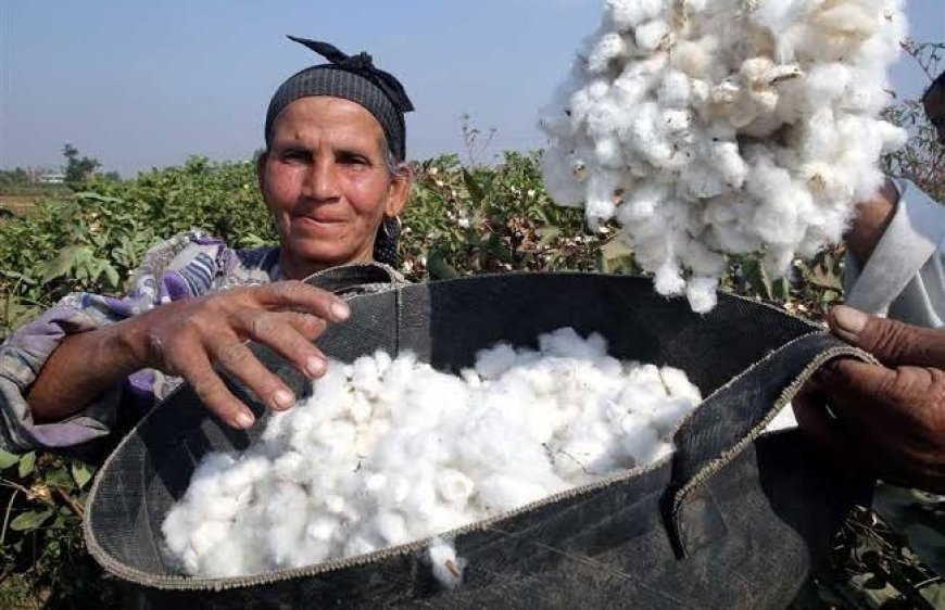 الزراعه: القطن من المحاصيل الاستراتيجية (سعر الضمان) شجع المزارعين على زياده المساحه المنزرعه