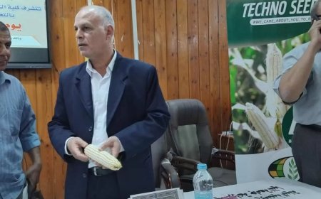 زراعة المنيا تنظم يوم حصاد الذرة الشامية