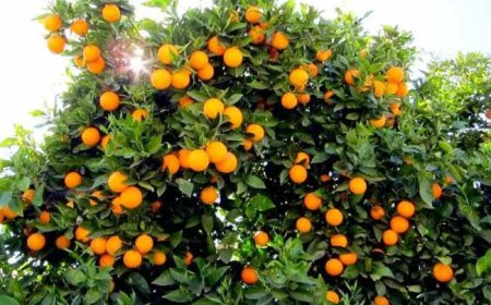 صادرات مصر الزراعية بحوالي ٤,٠٤ مليار دولار   بزيادة قدرها ٩٨٠ مليون دولار والموالح فى الصدارة..