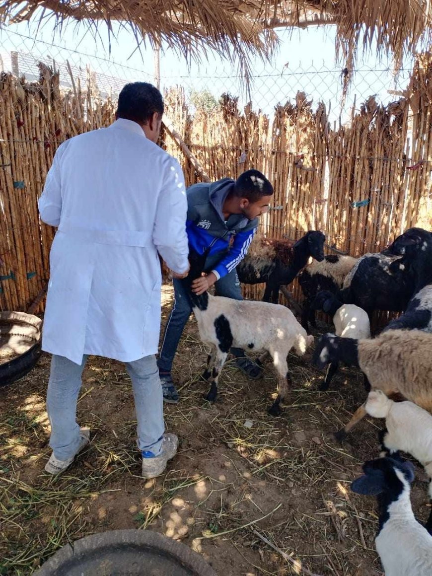 بيطري المنيا ينفذ 3 قوافل بيطرية علاجية مجانية