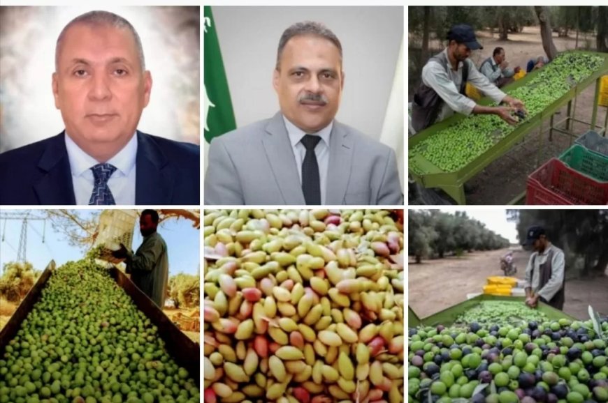 مصر رقم 1عالميا في إنتاج الزيتون.. الوصول الي 100مليون شجرة قريبا