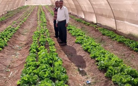 وكيل وزارة الزراعة بالبحر الأحمر: الصوب الزراعية بالغردقة تنتج خضروات بدون استخدام أسمدة كيماوية
