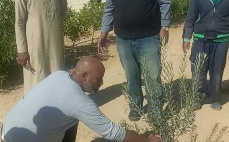 الزراعة علماء وباحثي مركز الصحراء يواصلون تقديم الدعم الفنى والإرشادات لمزارعي التجمعات في سيناء