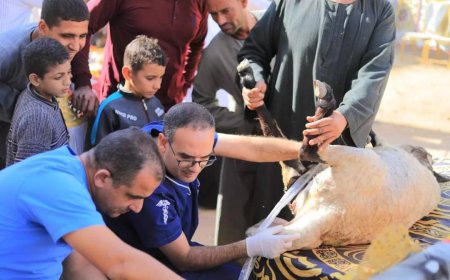 قافلة بيطرية مجانية بقرية بني عبيد بأبو قرقاص