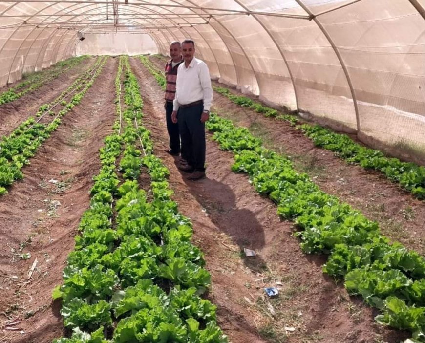 وكيل وزارة الزراعة بالبحر الأحمر: الصوب الزراعية بالغردقة تنتج خضروات بدون استخدام أسمدة كيماوية