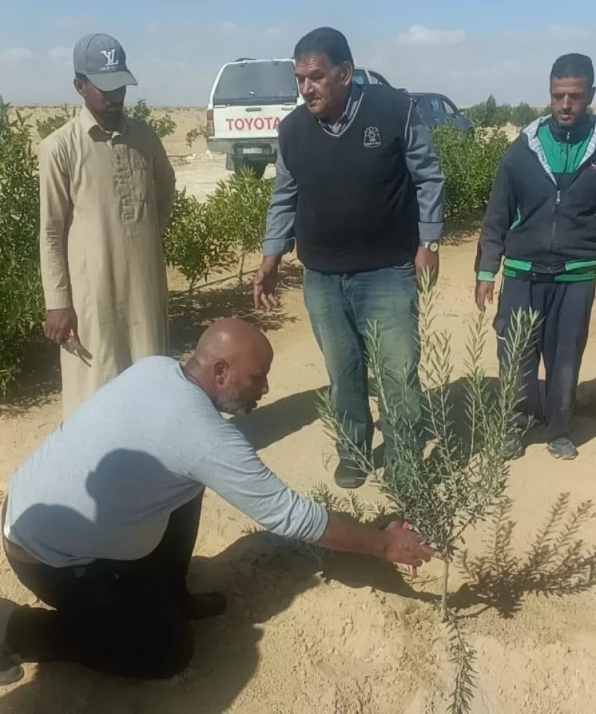 الزراعة علماء وباحثي مركز الصحراء يواصلون تقديم الدعم الفنى والإرشادات لمزارعي التجمعات في سيناء