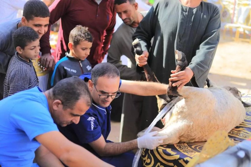 قافلة بيطرية مجانية بقرية بني عبيد بأبو قرقاص