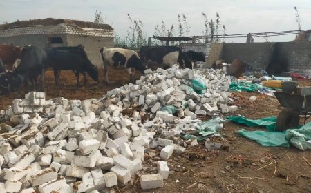 فى مركز الرياض بكفرالشيخ   مواصله أعمال الموجه الـ 24 لإزالة التعديات على أملاك الدولة والأراضي الزراعية ومخالفات البناء