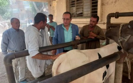 تحصين 152 ألف رأس ماشية ضد الحمى القلاعية وحمى الوادي المتصدع