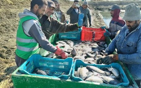 بإنتاجية تبلغ ١٥ طن اسماك طازجة..  بشائر صيد الحوض الثاني من المزرعة السمكية بالفرافرة