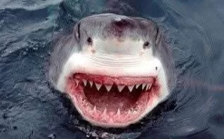 علوم البحار يكلف بإجراء مسح بحري بمرسى علم لدراسة سلوك وهجرة وتحركات أسماك القرش