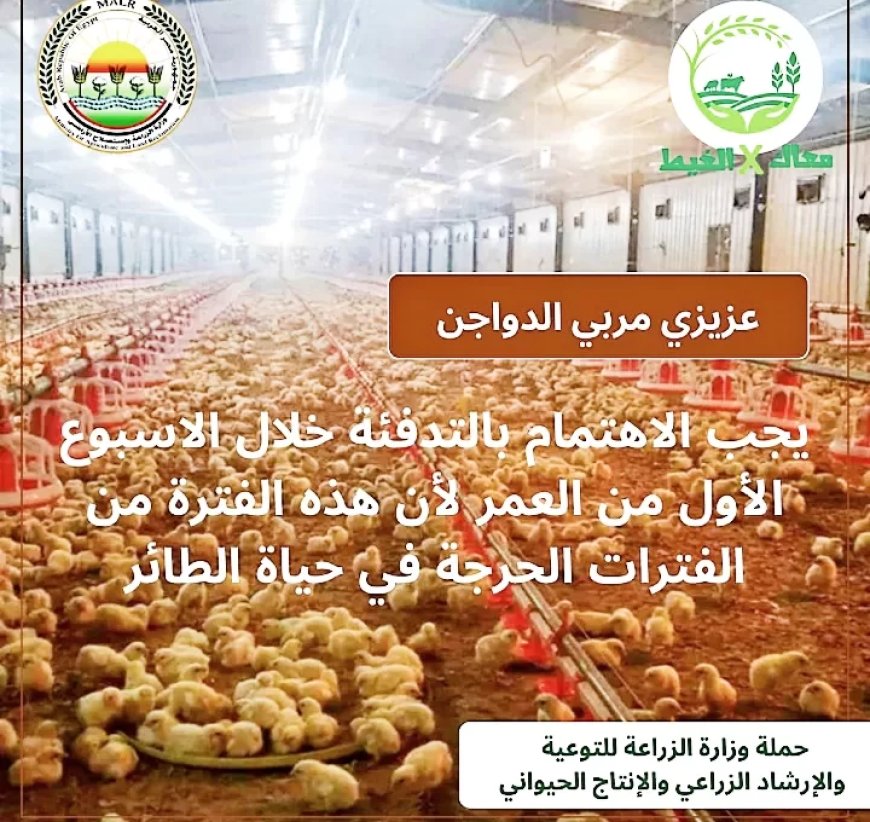 “معاك في الغيط” تنشر توصيات هامة لرعاية الدواجن في فصل الشتاء