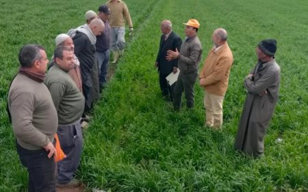 الزراعة تتابع حملتها لمكافحة حشائش القمح على مستوى الجمهورية