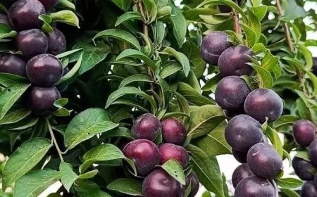 مواعيد زراعه الاشجار المثمرة خلال الفتره القادمه