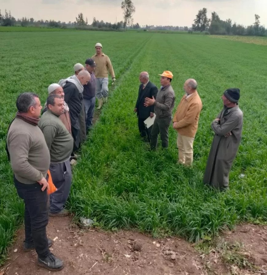 الزراعة تتابع حملتها لمكافحة حشائش القمح على مستوى الجمهورية