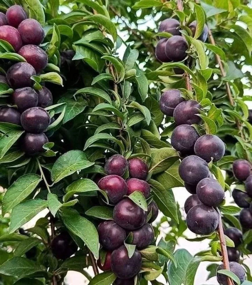 مواعيد زراعه الاشجار المثمرة خلال الفتره القادمه