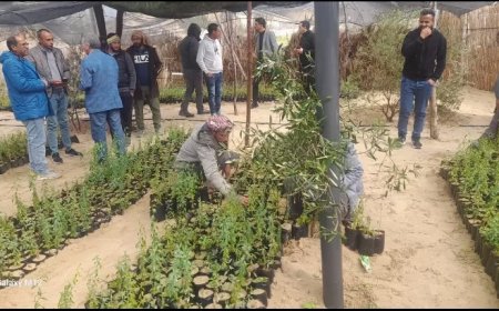 مركز بحوث الصحراء يوزع 10 آلاف شتلة لوز على مزارعي شمال سيناء ..
