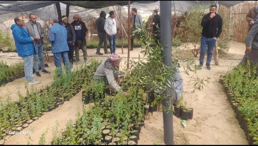 مركز بحوث الصحراء يوزع 10 آلاف شتلة لوز على مزارعي شمال سيناء ..