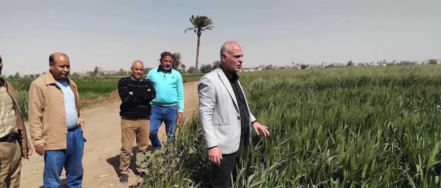 مدير زراعة المنيا يتفقد الحقول الإرشادية لمحصول القمح