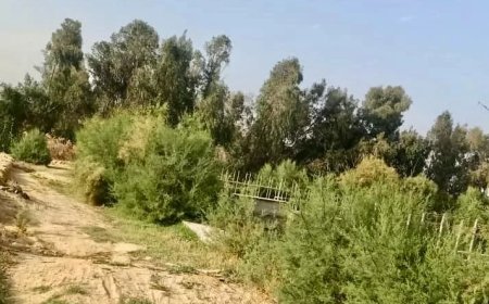 “مياه الفيوم” تساهم في تعزيز الاستدامة بزراعة الأشجار الخشبية باستخدام مياه الصرف الصحي المعالجة