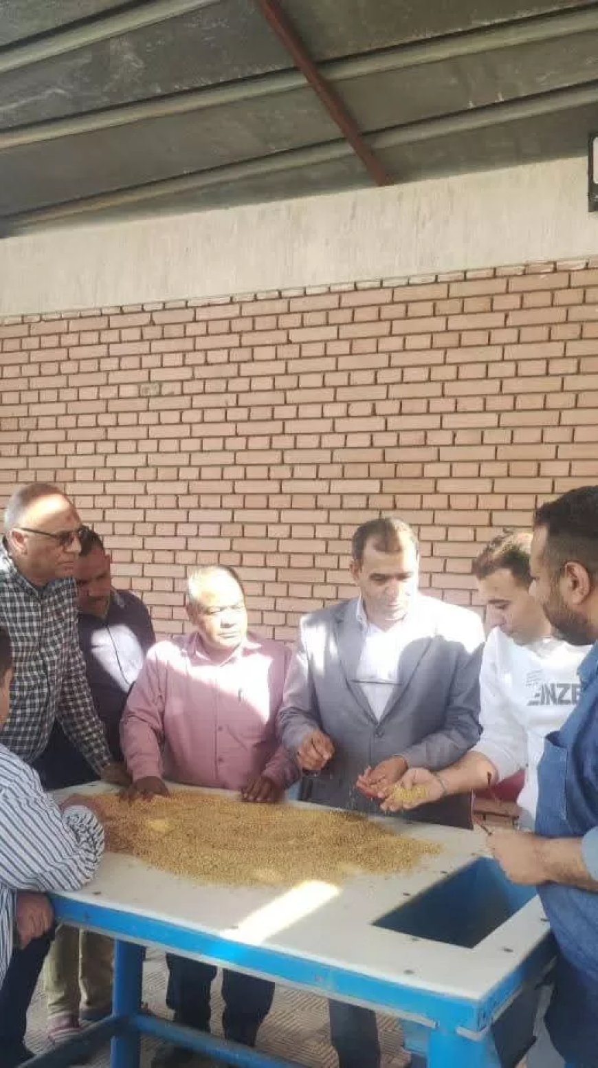 شون وصوامع المنيا تستقبل 1726 طناً من القمح مع انطلاق موسم حصاد 2025