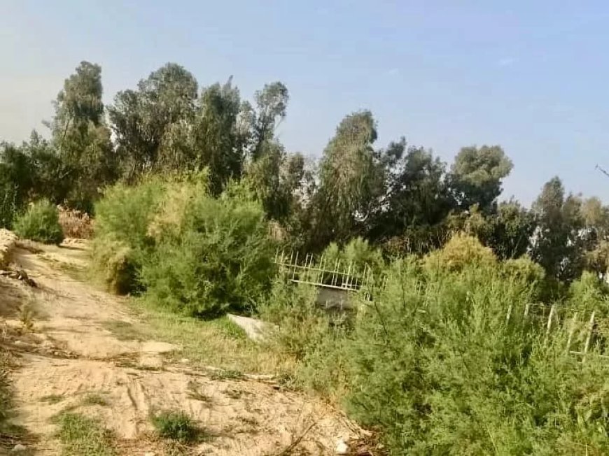 “مياه الفيوم” تساهم في تعزيز الاستدامة بزراعة الأشجار الخشبية باستخدام مياه الصرف الصحي المعالجة