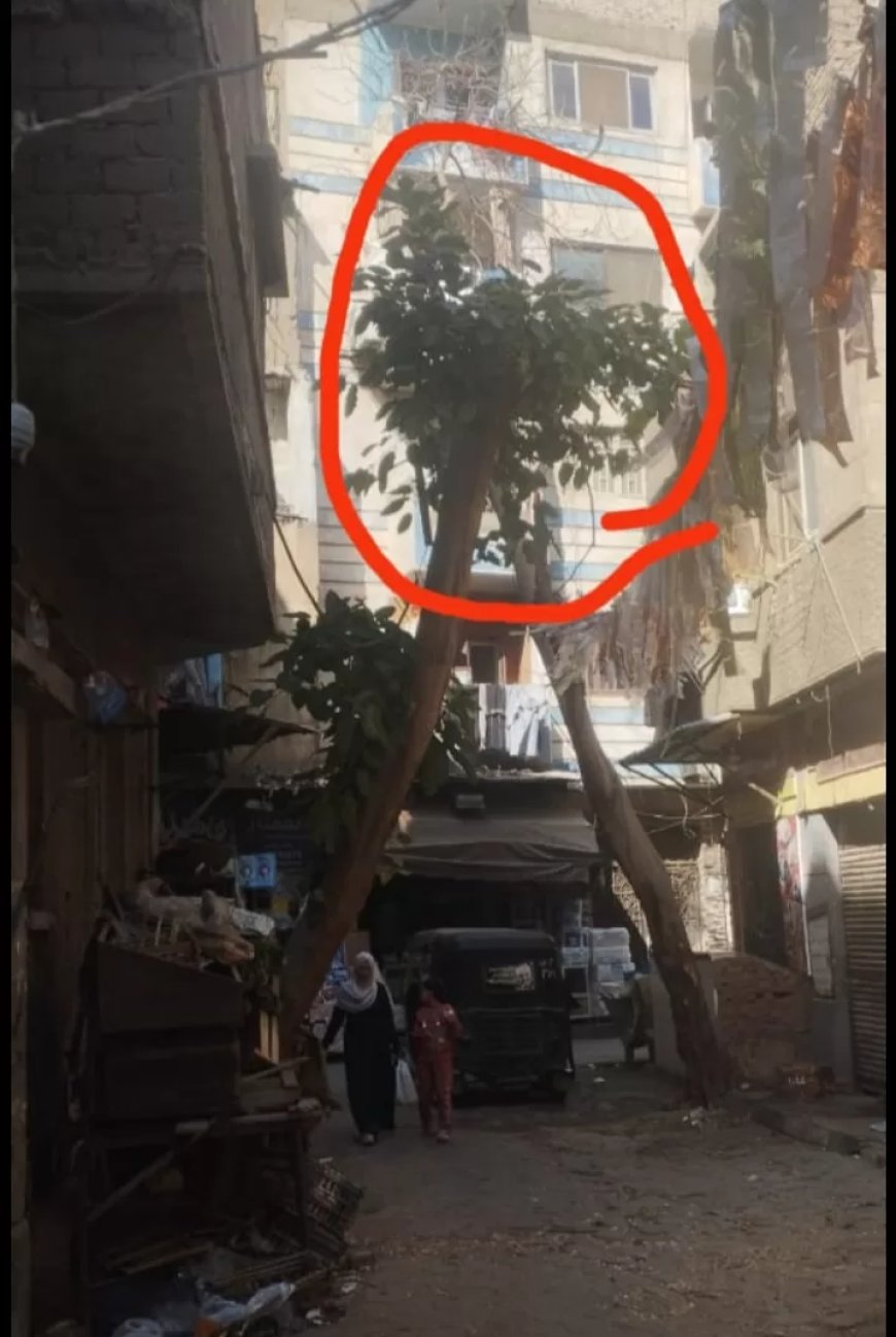 حى السيدة زينب يستجيب لقراء « المساء »