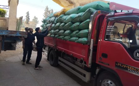 توريد 92 ألف طن قمح بكفر الشيخ منذ بدء الموسم