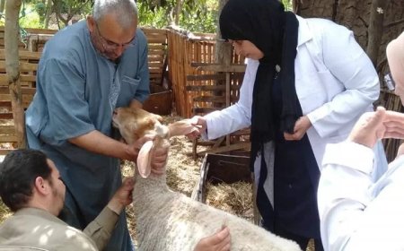 تحصين 350 ألف رأس ماشية ضد الحمى القلاعية و الوادي المتصدع.. بالمنوفية