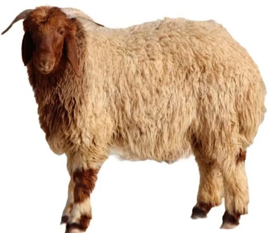 قومى البحوث يحذر من وضع اليدين وكعوب القدمين في دماء الأضاحي