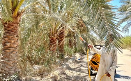 حمله  لرش أشجار النخيل في الشوارع والميادين الرئيسيه بسيوة