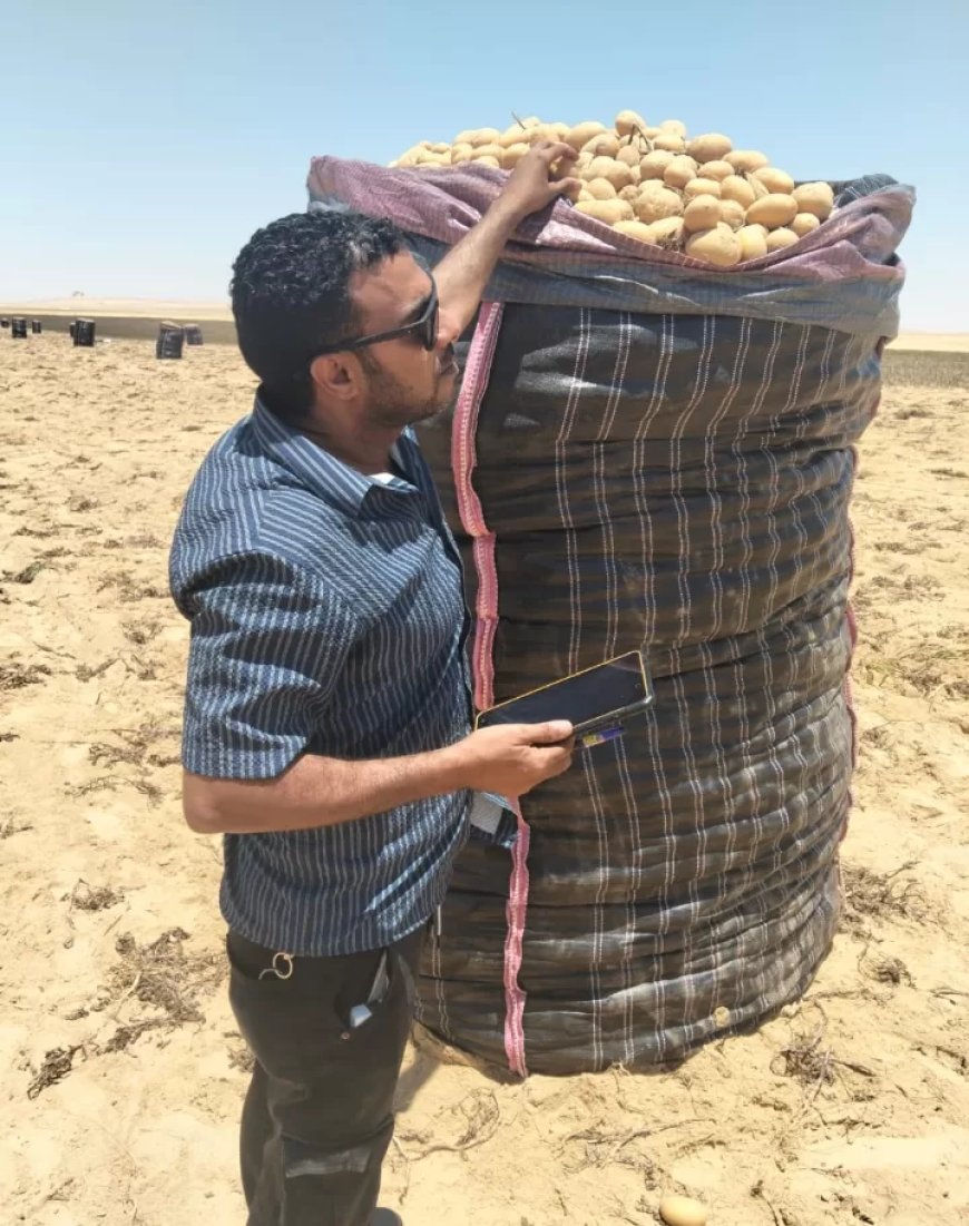 “الزراعة” تواصل متابعة أعمال حصاد البطاطس في المناطق الخالية من العفن البني