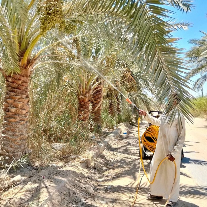 حمله  لرش أشجار النخيل في الشوارع والميادين الرئيسيه بسيوة