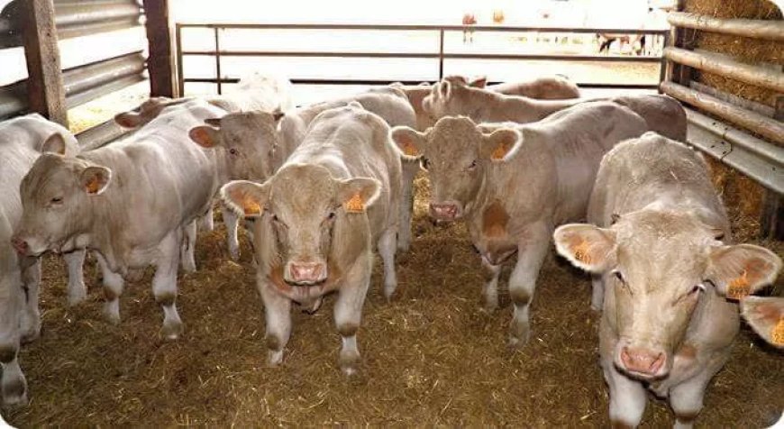 149 مليون جنيه تمويلا جديدا لـ 107 من صغار المربين ضمن مشروع البتلو