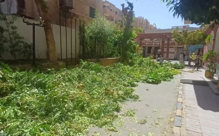 محافظ أسوان يقرر توقيع غرامة مالية كبيرة على أحد الفنادق السياحية بعد التعدى على عدد من الأشجار بالقطع و التقليم الجائر