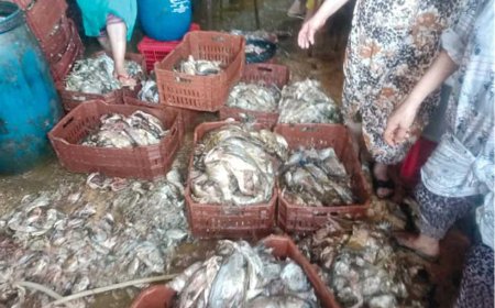 ضبط 5 أطنان أسماك غير صالحة للاستهلاك الآدمي بكفر الشيخ