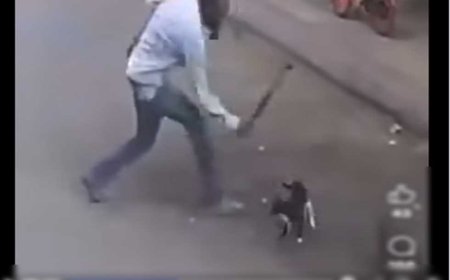مهتز نفسيًا.. «الداخلية» تكشف هوية المعتدي على «قطة» بعصا خشبية في الإسكندرية