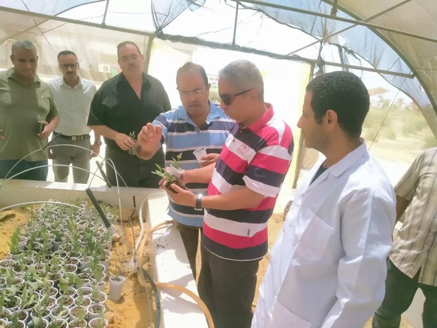 بحوث الصحراء” يواصل جهود وتجارب توفير الأعلاف بديلة بالاعتماد على المخلفات الزراعية والنباتات الملحية بجنوب سيناء