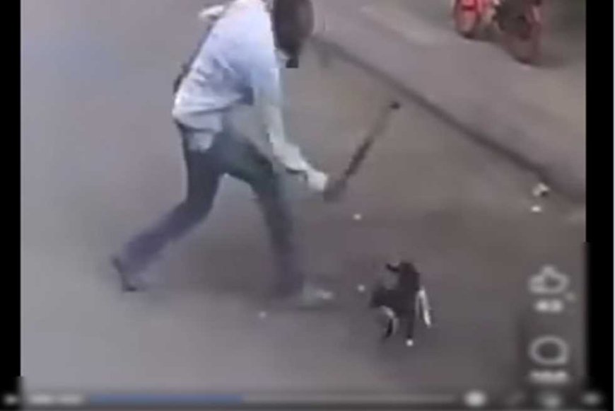 مهتز نفسيًا.. «الداخلية» تكشف هوية المعتدي على «قطة» بعصا خشبية في الإسكندرية