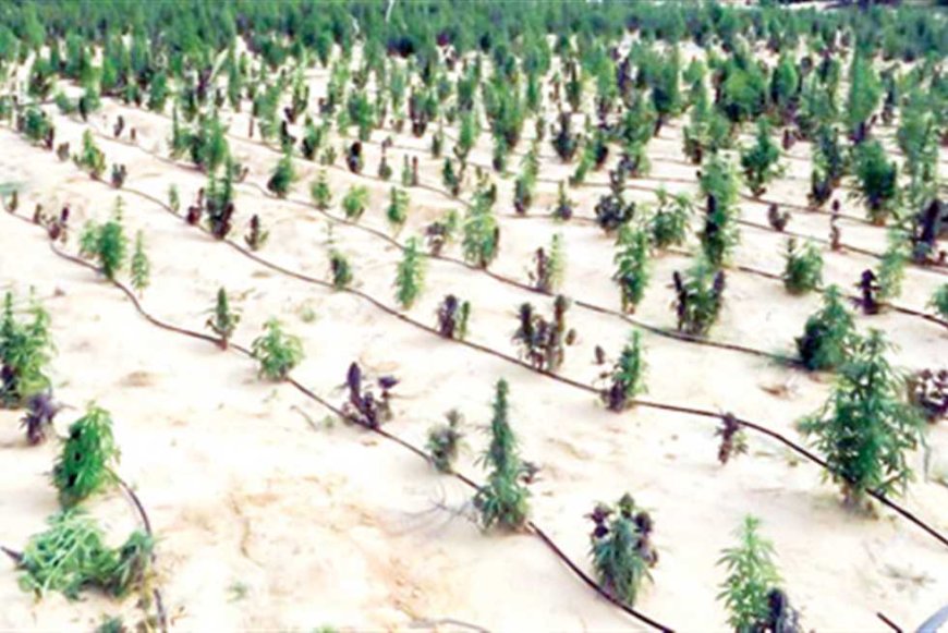 ضبط مخدرات بـ1.6 مليار جنيه في الإسماعيلية