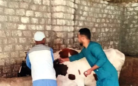 إنطلاق فعاليات الحملة القومية لتحصين الثروة الحيوانية بلقاحى الحمى القلاعية وحمى الوادى المتصدع تحت شعار ” أحمى الثروة الحيوانية وحصن وإطمئن ” في اسوان