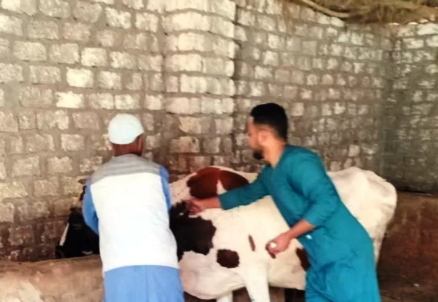 إنطلاق فعاليات الحملة القومية لتحصين الثروة الحيوانية بلقاحى الحمى القلاعية وحمى الوادى المتصدع تحت شعار ” أحمى الثروة الحيوانية وحصن وإطمئن ” في اسوان