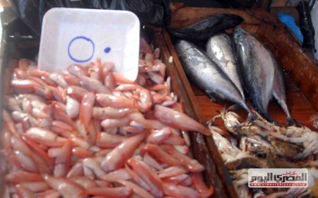 أسعار السمك البلطي والكابوريا والجمبري بالأسواق اليوم الخميس 13 نوفمبر 3035