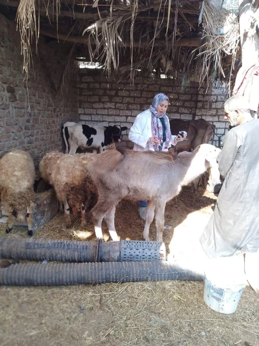 “الخدمات البيطرية”»تحصين أكثر من 800 ألف رأس ماشية خلال الأسبوع الأول من الحملة القومية الثالثة حتى الآن