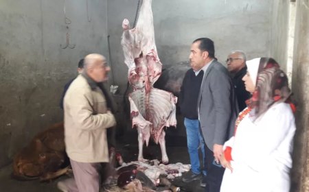 ضبط بهائم مريضة ومذبوحة خارج المجازر بمنوف ..والمحافظ أحال الواقعة للنيابة